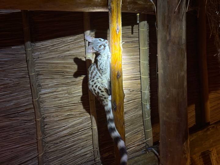 Spotted genet perched on a wooden beam under thatched roof illuminated by flashlight