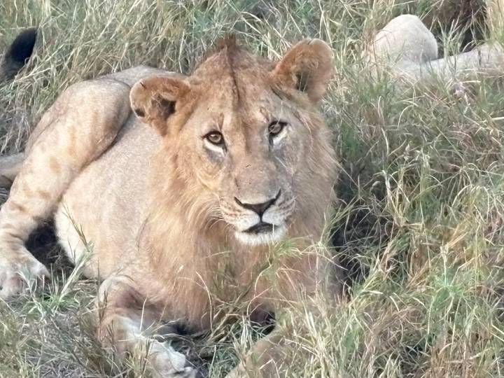 Young male lion lying in patchy grass gazing toward camera in fading light