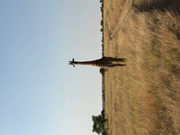 Tall solitary giraffe standing in dry golden grassland under clear blue sky