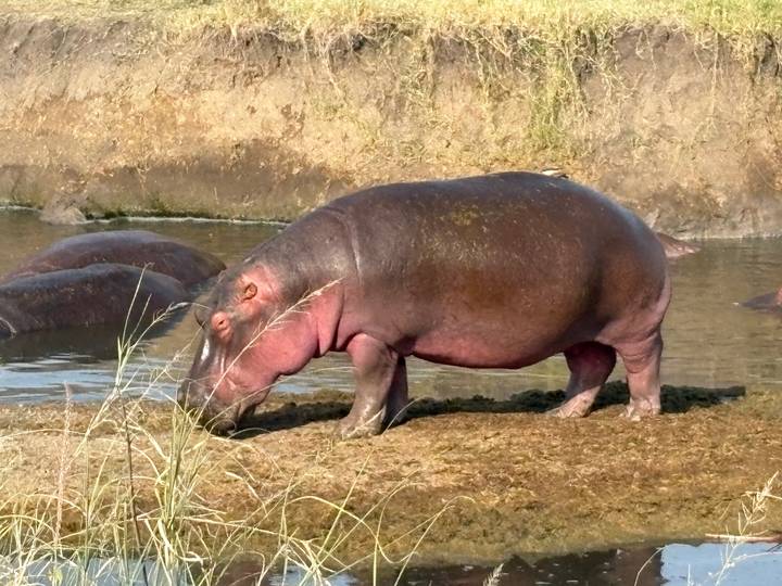 Large hippo standing on muddy bank beside water with others submerged nearby