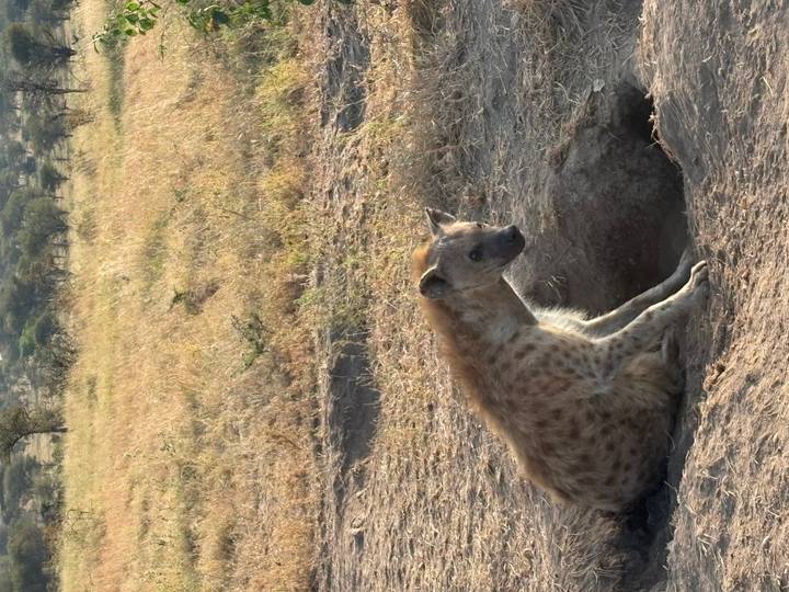 Spotted hyena sitting beside an excavated den in dry grassland