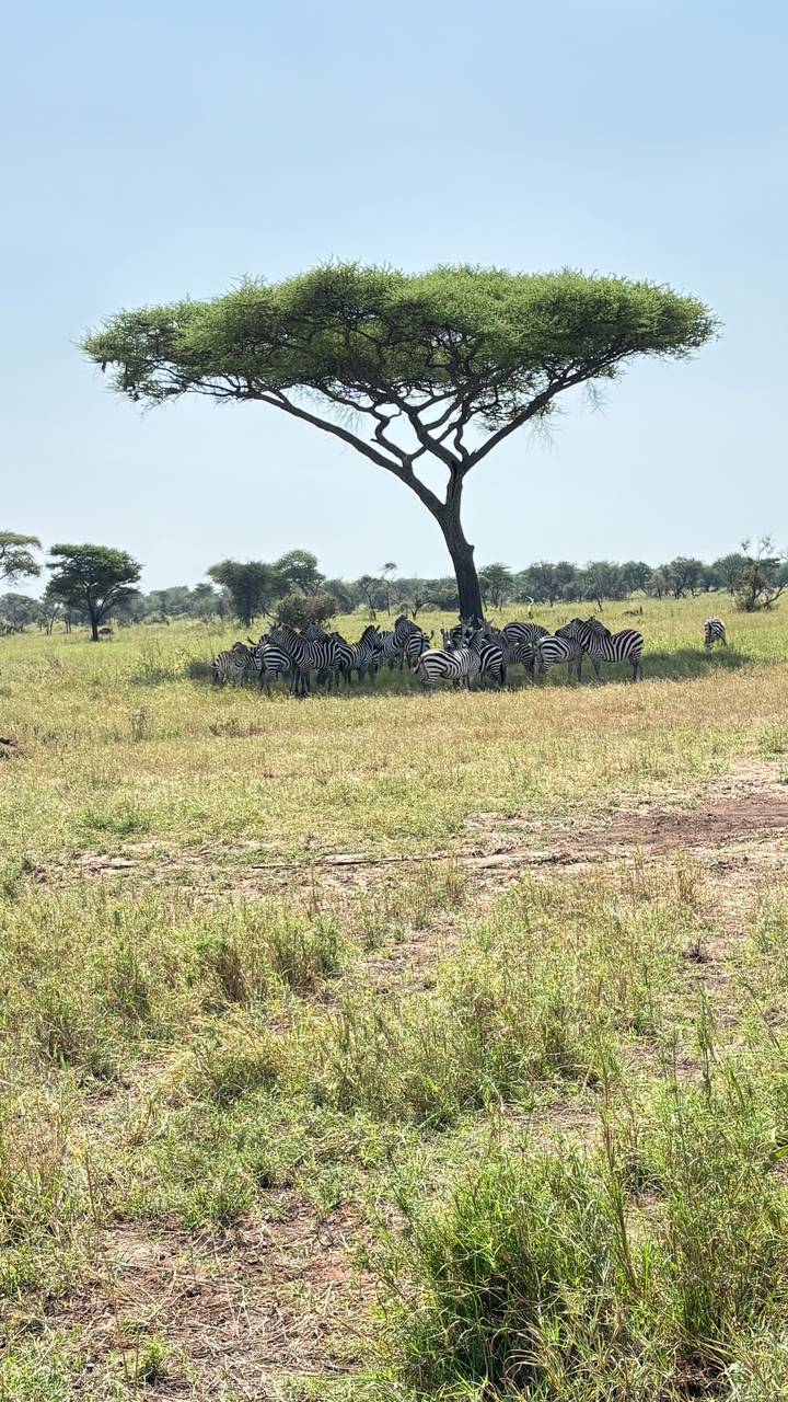 Group of zebras resting in the shade of a tree on open savanna at midday
