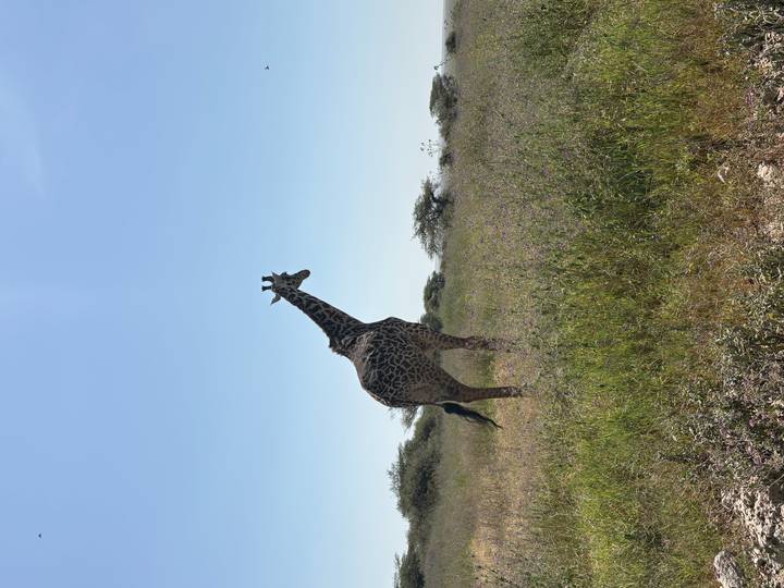 Single giraffe silhouetted against bright blue sky standing in a field of mixed grasses