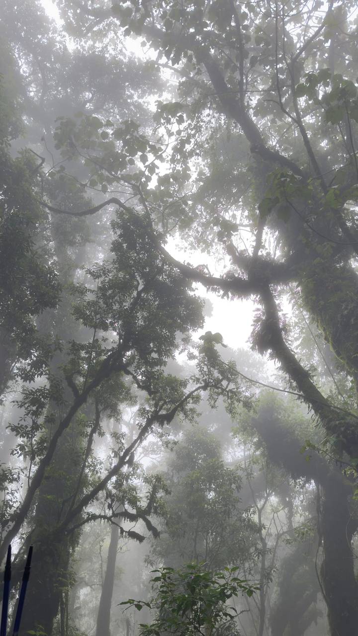 Misty rainforest canopy with silhouettes of tangled branches