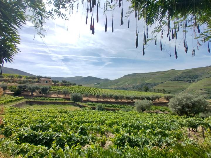 Terraced vineyards carpet rolling hills beneath high clouds with olive trees dotting the foreground in the Douro Valley.