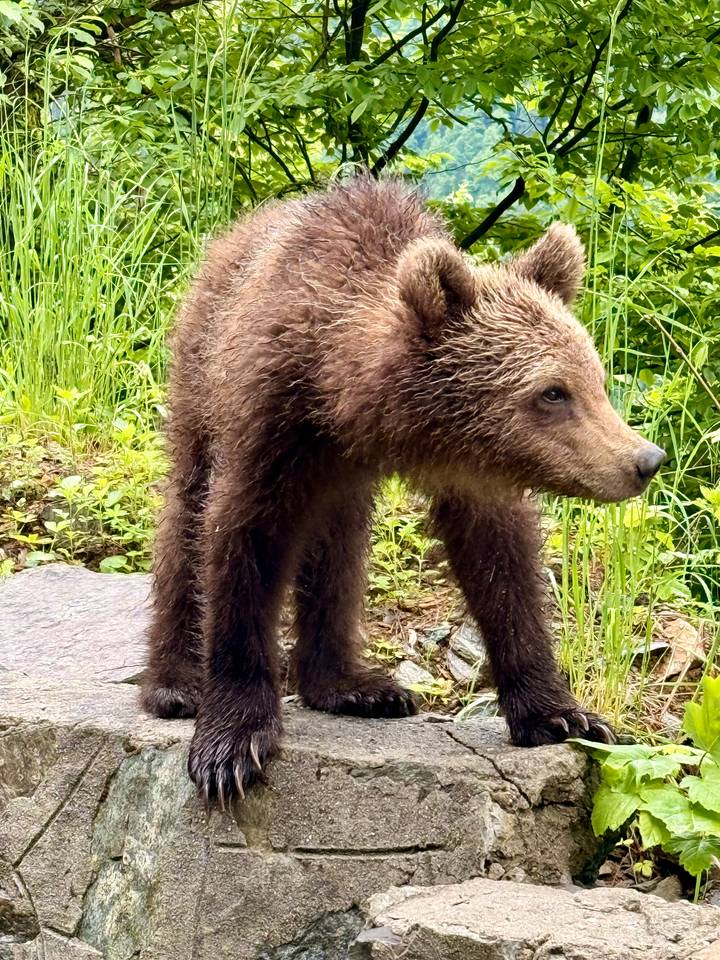 Close-up of a young brown bear standing among lush green foliage.