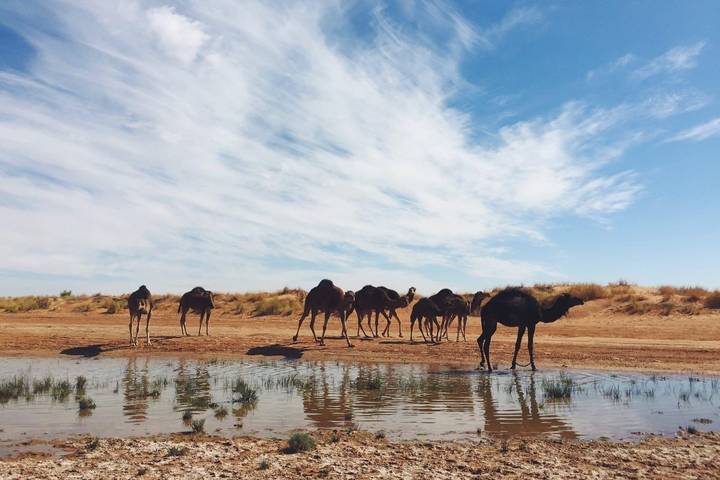 Line of camels drink from a shallow desert pool beneath streaked blue-and-white sky.
