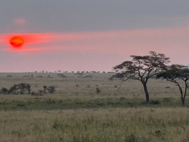 Bright red sun setting over an open African savannah with a lone acacia tree