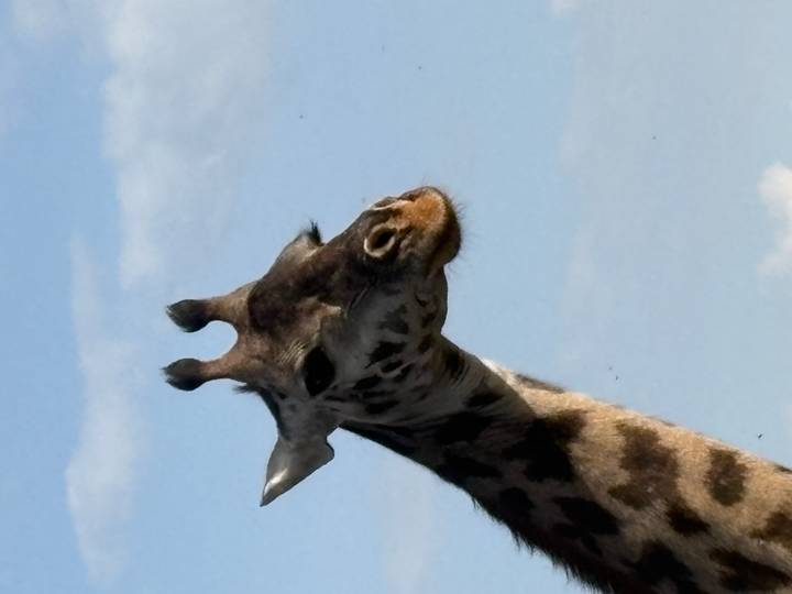 Close-up portrait of a giraffe’s head against a blue sky