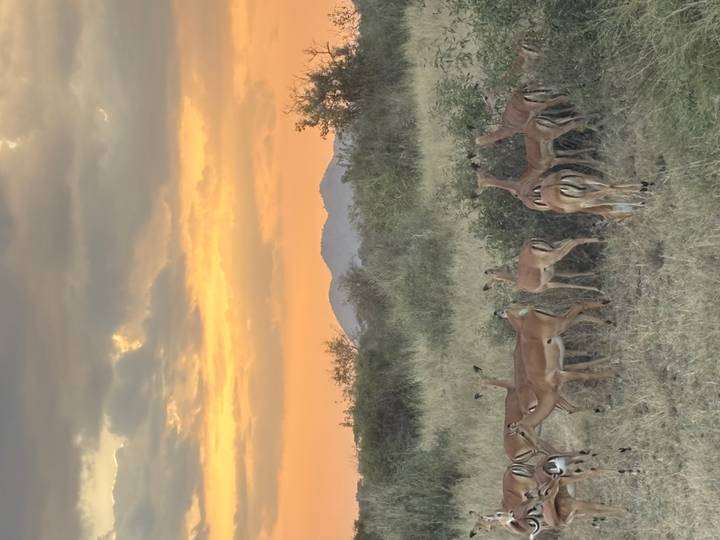 Herd of impalas grazing in tall grass beneath a glowing evening sky