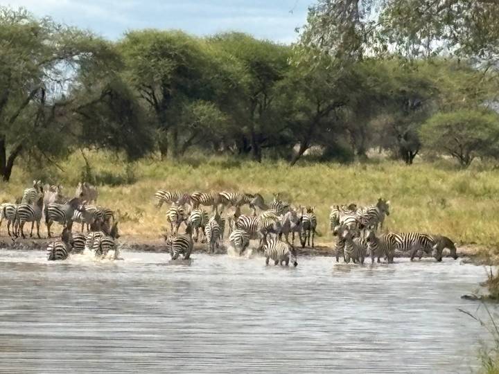 Large group of zebras splashing at a watering hole in grassy savannah