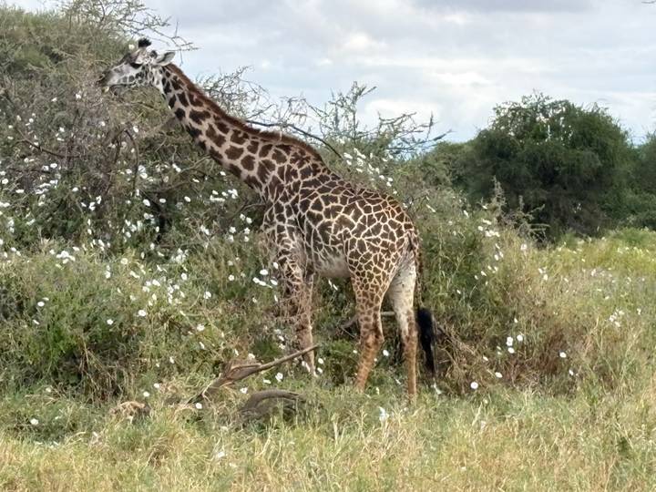 Giraffe standing among bushes dotted with white flowers