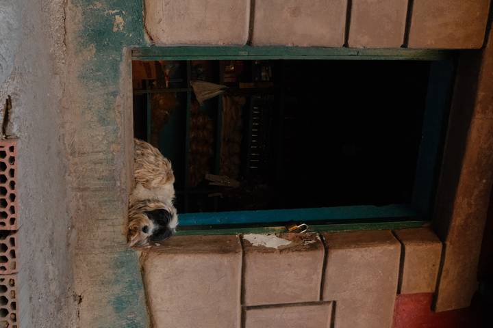 Shaggy dog resting in the doorway of a rustic shop