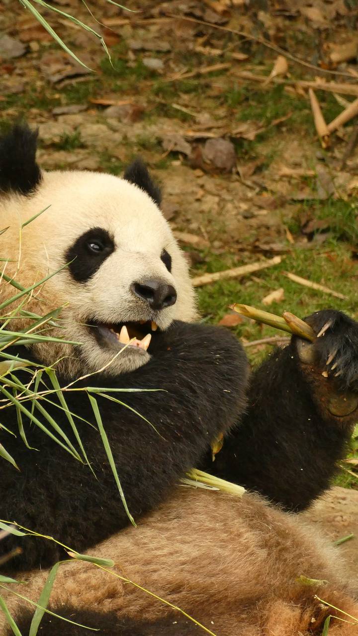 Close-up of a giant panda munching bamboo, showing its playful expression.