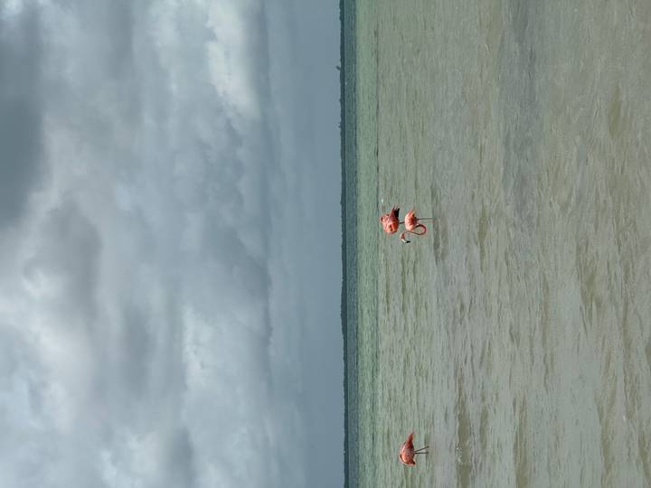 Two flamingos wade alone in shallow gray-green lagoon under overcast skies.