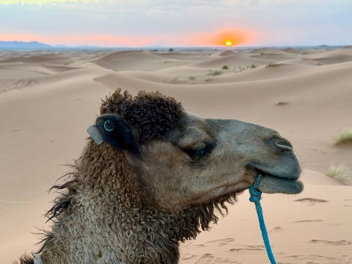 Close-up of a camel’s head against rolling Sahara sand dunes at sunset.