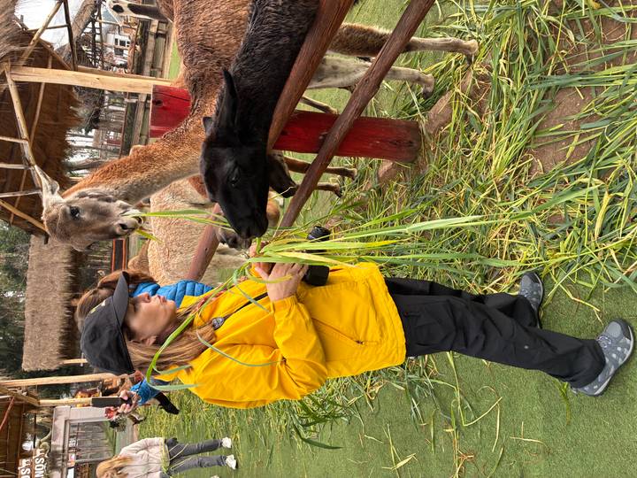 Visitor feeds long blades of grass to curious llamas and alpacas inside a rustic Andean animal farm.