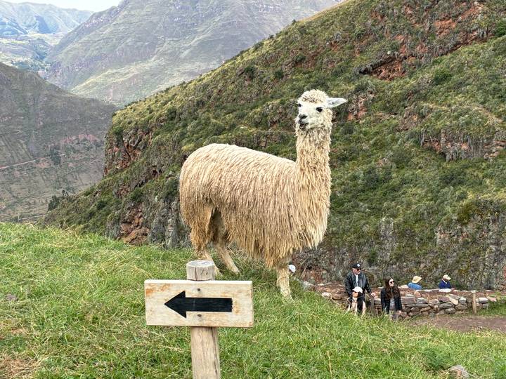 Shaggy white alpaca stands proudly beside a wooden arrow sign on a grassy mountain ledge overlooking the Sacred Valley.