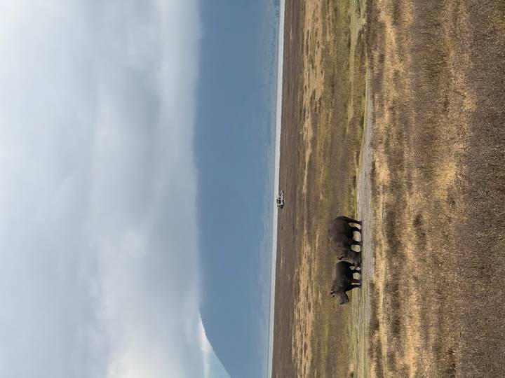 Two rhinoceroses graze on open plains with distant lake and misty mountains beneath grey skies.