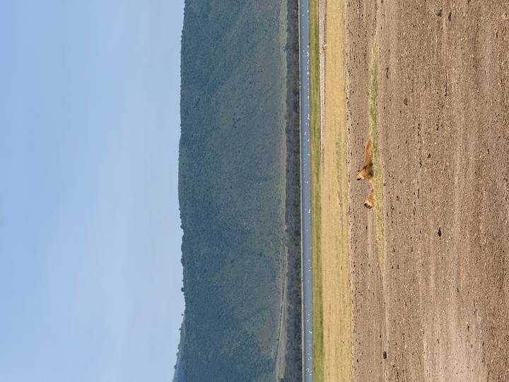 Distant lions resting on sun-baked savannah with lake and green escarpment backdrop.