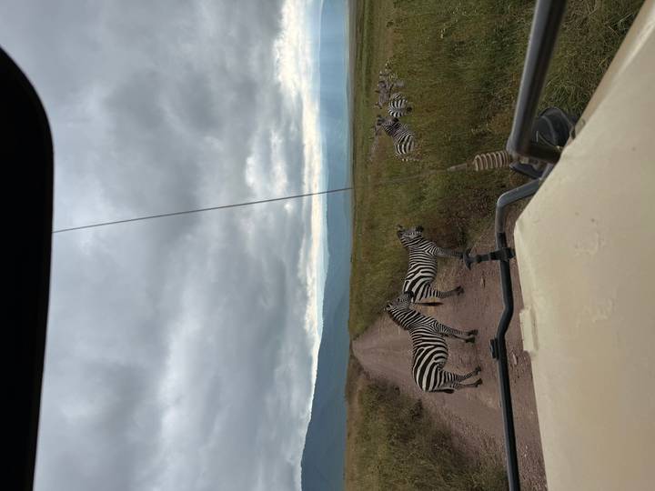 Zebras cross a dirt game-drive track under dramatic clouds, viewed from inside a safari vehicle.