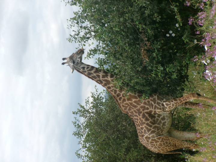 Giraffe stretching its neck to browse leafy branches against a cloudy sky.