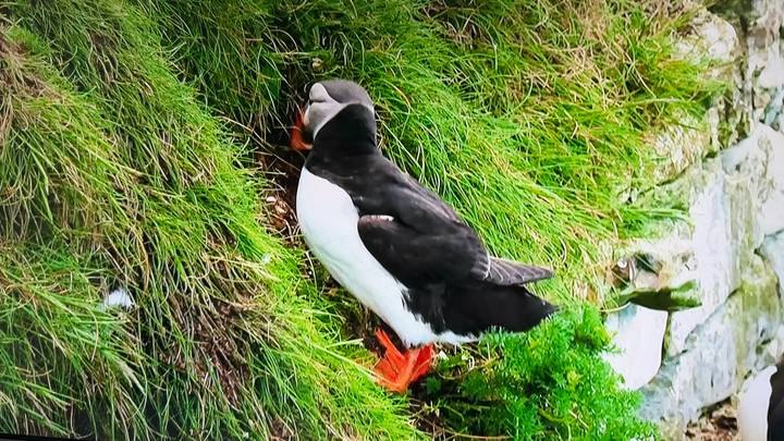 Close-up of an Atlantic puffin resting on a grassy cliff edge