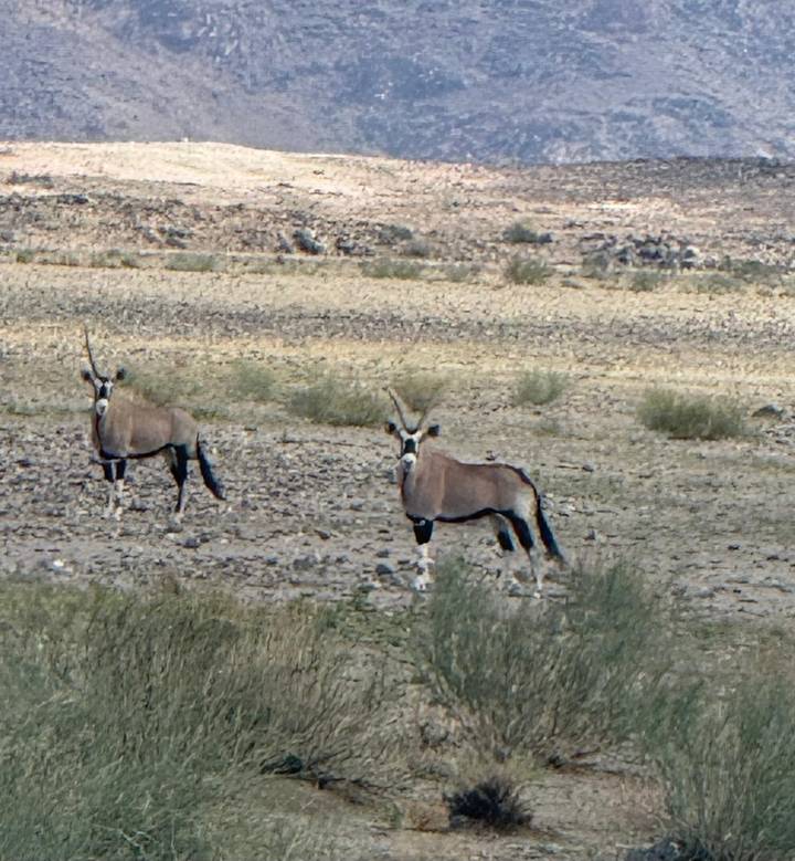 Two gemsbok standing alert on a rocky desert plain under harsh light