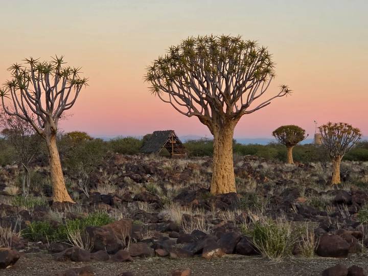 Quiver trees scattered among dark volcanic rocks at sunset with pink and orange sky