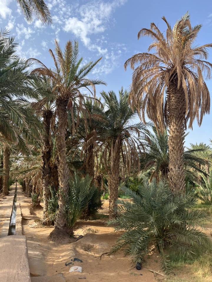 Dense cluster of tall date palms forming a green oasis under a blue sky