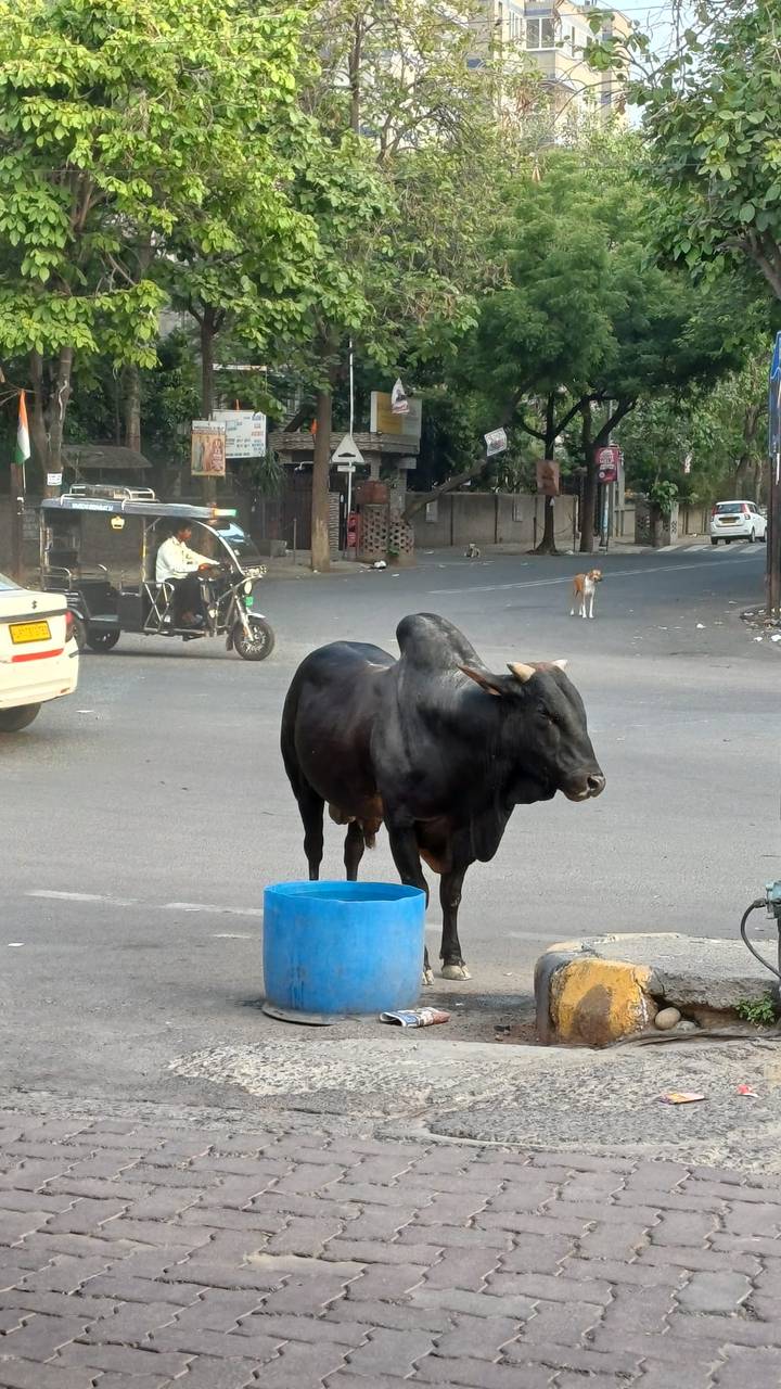 Black cow standing beside a blue water trough on a quiet urban street with traffic and a distant dog.