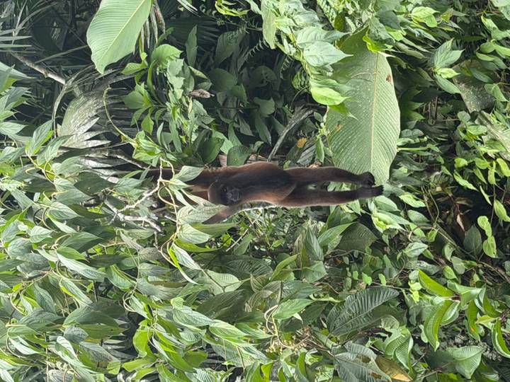 A brown woolly monkey hangs by one arm from dense green rainforest foliage.