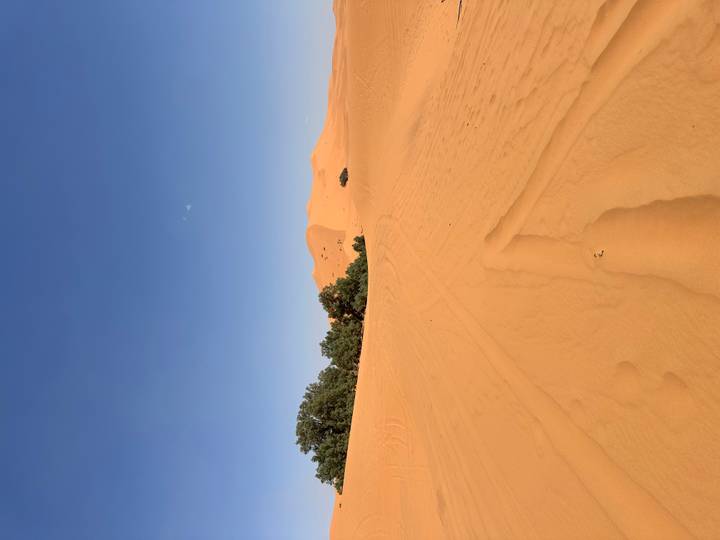 Expansive golden Sahara dunes under cloudless blue sky with sparse shrubs.