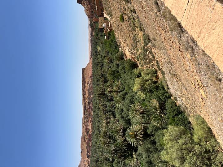Lush palm oasis stretching through a desert valley beneath a cloudless sky.