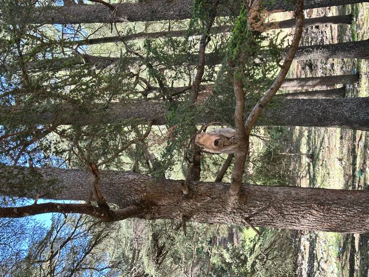 Barbary macaque resting on a branch amid tall cedar trees in the Middle Atlas.