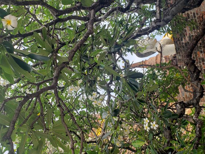 Stone Buddha statue partially hidden behind flowering frangipani branches in an old brick temple.