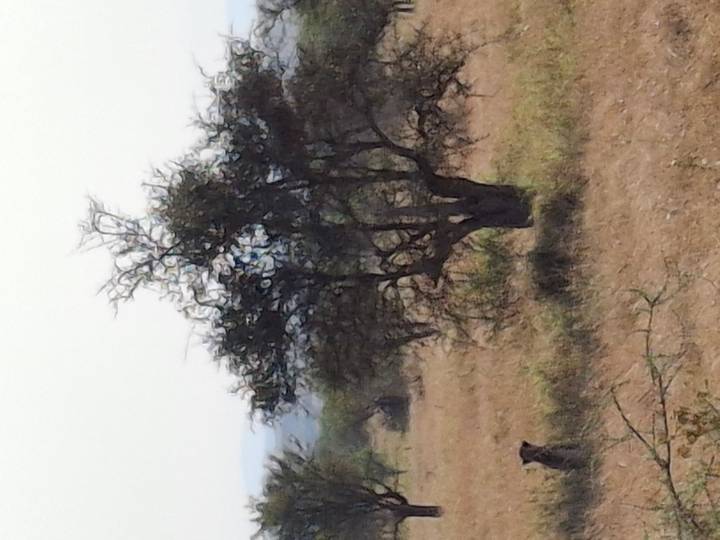 Distant view of a lone tree on the savanna with faint wildlife partially visible in tall grass.