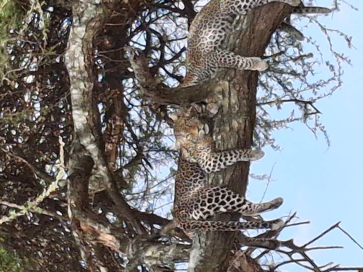Two leopards lounge on the branches of an acacia tree in the African savanna.
