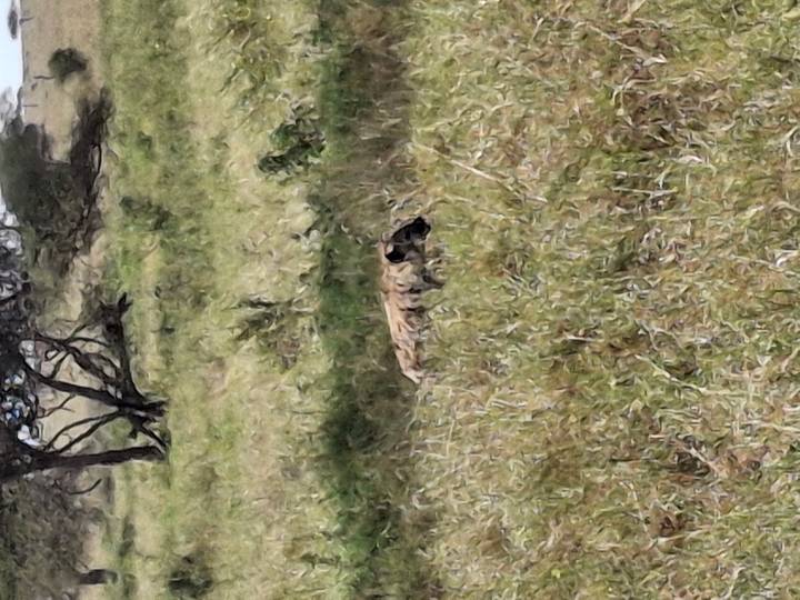 Blurry shot of a hyena partially hidden in tall grasses of the African plains.