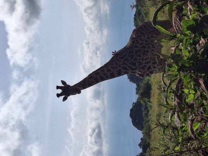 A solitary giraffe stands tall on the grassy savannah with low bushes in front and a bright, partly-cloudy sky behind.