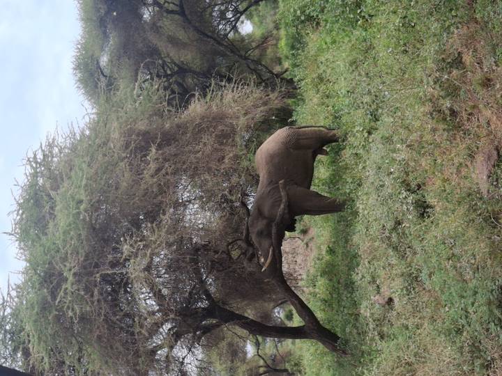An elephant stretches its trunk to feed on branches beneath a thorny acacia tree in lush green bushland.