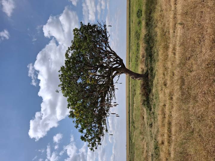 A lone sausage tree stands in the middle of an open, dry grass plain under a blue sky with scattered clouds.