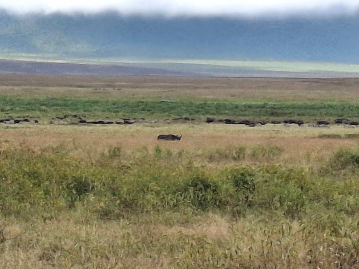 A distant hyena and a long line of wildebeest on an expansive, hazy plain beneath a blue-grey sky.
