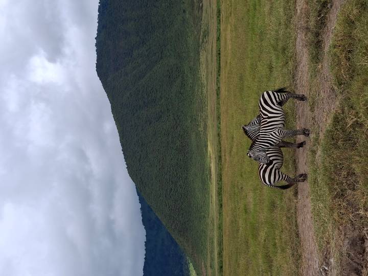 Two zebras stand head-to-head in a green crater plain with a steep, lush rimmed hill rising behind them and cloudy skies above.