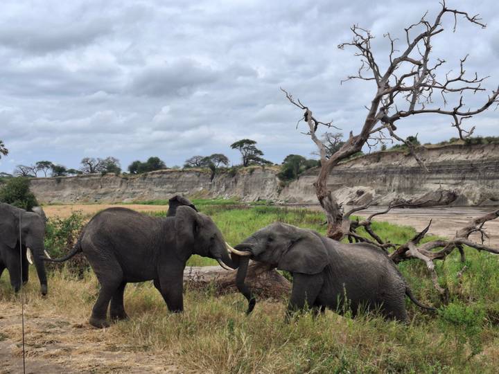 Two young elephants playfully spar with their trunks by a fallen tree near a rocky riverbed and tall cliffs.