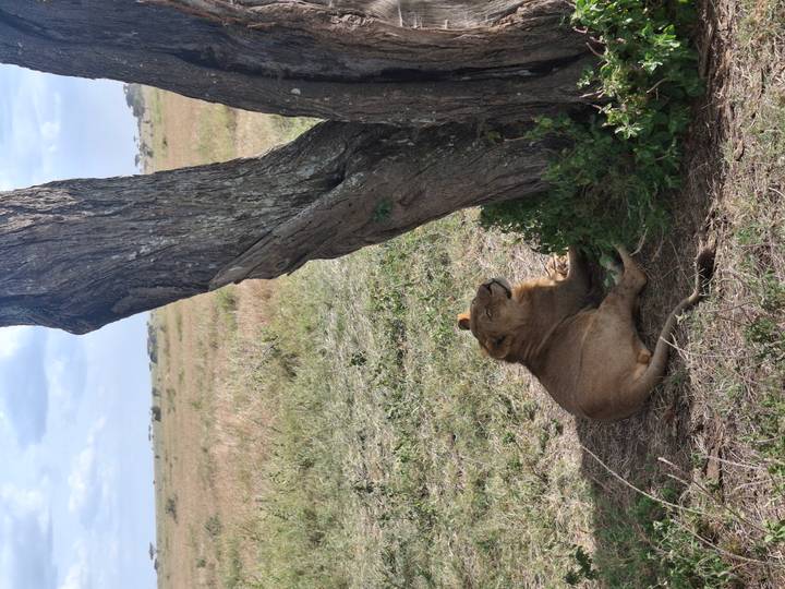 A lioness rests in the shade of a tree on dry savannah grass, gazing upward.