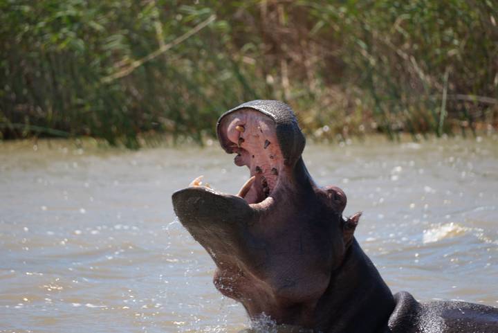 Open-mouthed hippopotamus emerging from river water displaying massive jaws.