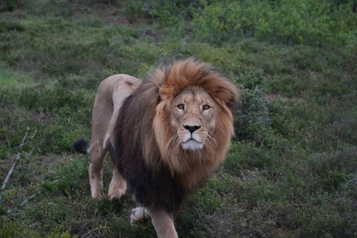 Majestic male lion staring directly at the camera in bushland.