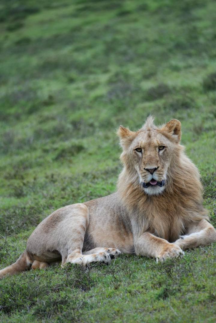 Young lion lying on grassy ground with relaxed expression.