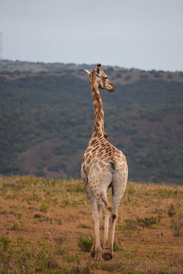 Rear view of a giraffe standing on a ridge against distant hills.